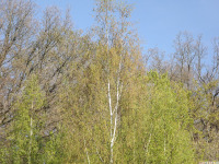 drzewokrzew_1734.jpg