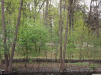 drzewokrzew_1736.jpg
