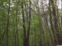 drzewokrzew_1739.jpg