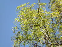 drzewokrzew_1743.jpg
