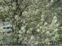drzewokrzew_001