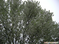 drzewokrzew_011