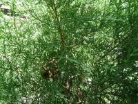 drzewokrzew_012