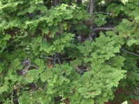 drzewokrzew_023