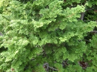 drzewokrzew_024