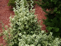 drzewokrzew_025