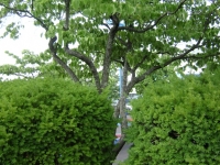drzewokrzew_028