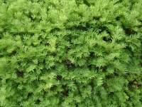 drzewokrzew_029