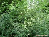 drzewokrzew_032