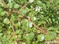 drzewokrzew_034