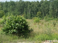drzewokrzew_035