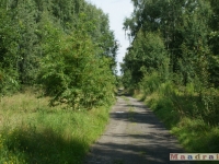 drzewokrzew_036