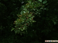 drzewokrzew_038