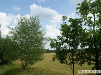 drzewokrzew_039