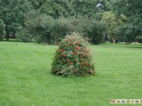drzewokrzew_041