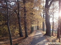 drzewokrzew_043