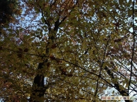 drzewokrzew_046