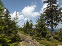 drzewokrzew_1005