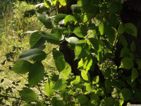drzewokrzew_1020