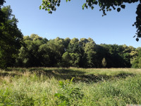 drzewokrzew_1023