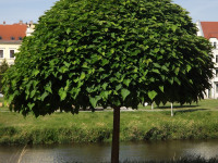 drzewokrzew_1025