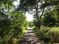 drzewokrzew_1027