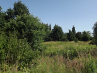 drzewokrzew_1029