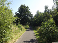 drzewokrzew_1031
