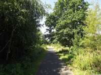 drzewokrzew_1033