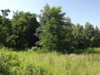 drzewokrzew_1034