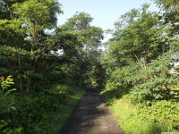 drzewokrzew_1037