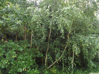 drzewokrzew_1039