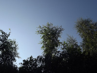 drzewokrzew_1040