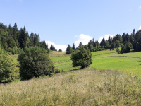 drzewokrzew_1042