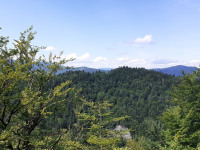 drzewokrzew_1043