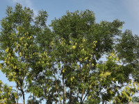 drzewokrzew_1044