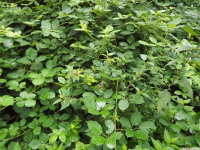 drzewokrzew_1045