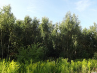 drzewokrzew_1046