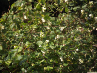 drzewokrzew_1047