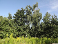 drzewokrzew_1048
