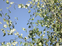 drzewokrzew_1054