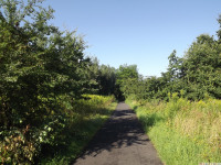 drzewokrzew_1055