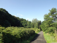drzewokrzew_1057