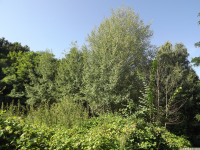 drzewokrzew_1059