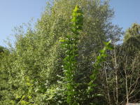 drzewokrzew_1060