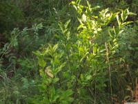 drzewokrzew_1063