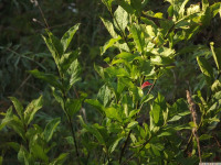drzewokrzew_1064