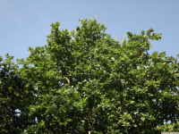 drzewokrzew_1066