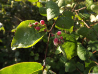 drzewokrzew_1067