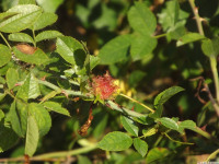 drzewokrzew_1069